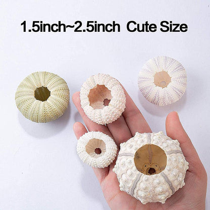 shenruifa 5PCS Air Plants Holder, Mini Sea Urchin Shell Hanging Pot Decorative Cute Succulent Display Container with Rustic Ropes for Home Garden Wall Decor