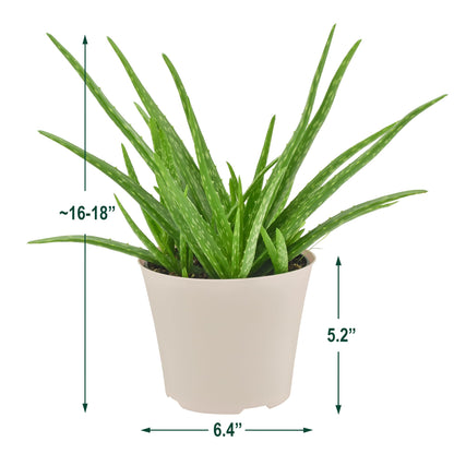 Arcadia Garden Products Live Aloe Vera Succulent Easy Indoor Houseplant in Plastic Pot, Air Purifying Ornamental Plant Gift for Home and Garden Décor, 6 Inch
