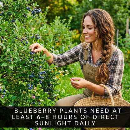5 Blueberry Live Plant Seedlings for Growing (High Bush Blueberry) - Grow Delicious Blue Berry Bush Patch 5 Live Blueberry Plants - Ships Bare Root, No Pots Included