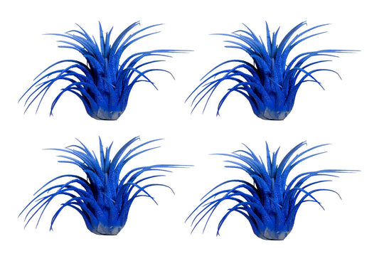 Air Plants - Tillandsia Ionantha - Organically Enhanced Color - Live Arrival Guaranteed - House Plants for Home Decor & Gift (2 Tone 4pk) (2 Tone 4pk Blue Lagoon)