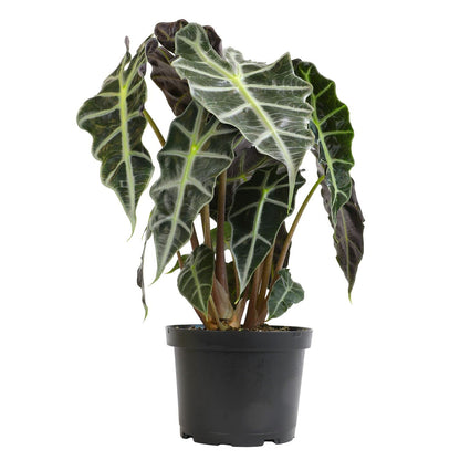 Alocasia Amazonica Polly Elephant Ear Plant in 6" Pot, Office Desk Decor, Easy Care Houseplant for Home or Office, Popular Decorative Houseplants by Plants for Pets