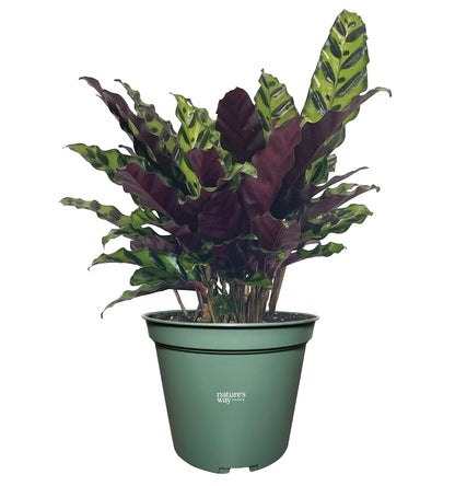 Nature's Way Farms Calathea Rattlesnake, Live Indoor Houseplant, Long Leaf Prayer Plant, Tropical Plant, Pet Safe (8-15 inches Tall) in Growers Pot