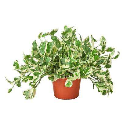 Pothos 'N'joy' | Live Plant for Indoor & Outdoor | for Living Room, Office, Bathroom | (8" Pot)