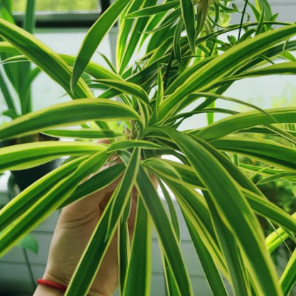 NYGardenia 3 Reverse Variegated Spider Plant Cuttings – Fast-Growing Indoor Houseplants – Easy to Grow Hanging Basket Greenery for Home or Office Décor