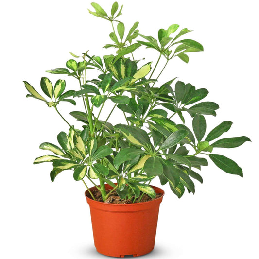 Schefflera Variegated Live Plant for Indoor | Different Houseplants in 4'' & 6'' Pot | Real House Plant for Living Room, Office, Desk & Bathroom | Dwarf Umbrella Tree | Arboricola