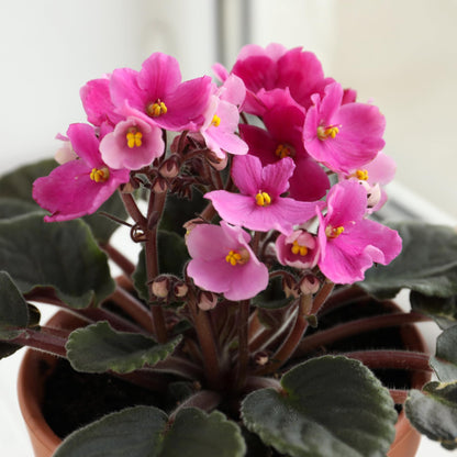 African Violets Live Plant in 4 Inch Pot, Pink Blooms, Perennial Flower Houseplant African Violet Plant for Indoors Outdoor Garden