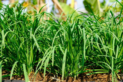 10 Chives Plants Live for Planting Outdoors, Well Rooted, Perennial Plants