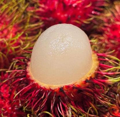 Grafted Rambutan (Nephelium lappaceum) Tropical Live Fruit Tree (2-3ft) rambutan Grafting Plant
