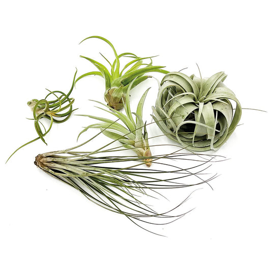ragnaroc Air Plants - Hod Gift Box - 5ct - Live Arrival Guaranteed - House Plants for Home Decor & Gift
