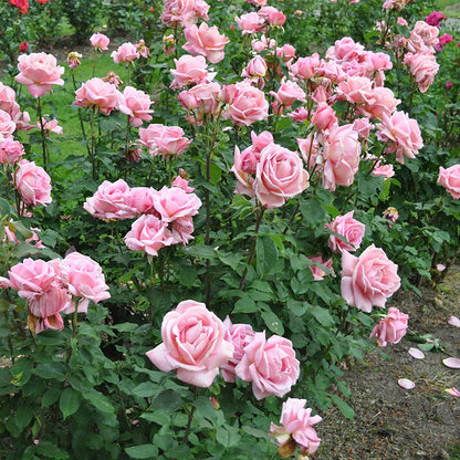 Heirloom Roses Rose Plant - Tiffany Pink Rose Bush, Hybrid Tea Live Plant for Planting Outdoors