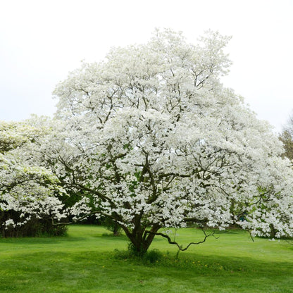 Dormant Dogwood Tree Live Plant, 9 Months Old 6-12 Inch Tall in Quart Pot, Dogwood Tree Potted, Perennial, Well Rooted Plants, Cold Hardy (White Flowering)