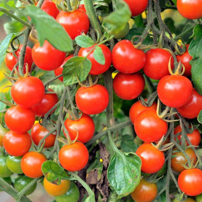 TomorrowSeeds - Large Red Cherry Tomato Seeds - 500+ Count - For 2026 Planting Indeterminate Baby Vine Plum Grape Tomatoes Vegetable Fruit Grow Your Own Home Farm Patio Healthy Sustainable Living Seed