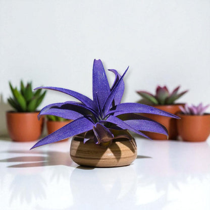 It Blooms Rainforest Grown Extra Large Capitata Peach Air Plant - Live Tillandsia - 5 to 10 inches - 30 Day Guarantee
