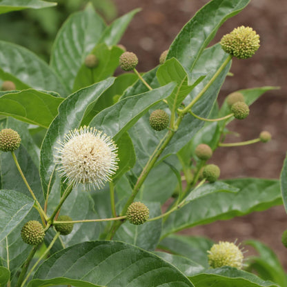 Proven Winners Sugar Shack 2.0 Buttonbush (Cephalanthus occidentalis) Live Plant, 4.5" Qt