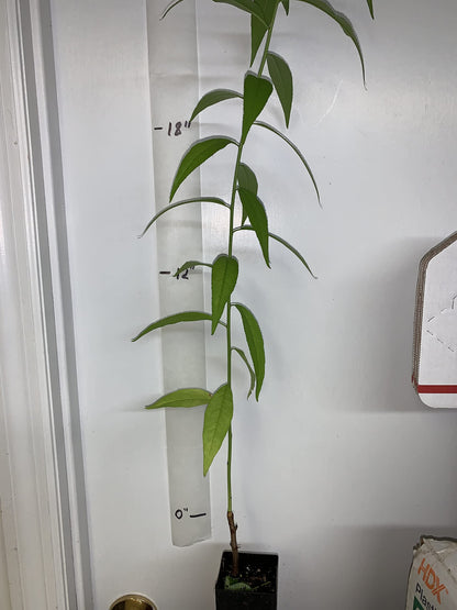 Prunus persica Nemaguard (Peach Seedling) Live 1-2 y.o. Plant