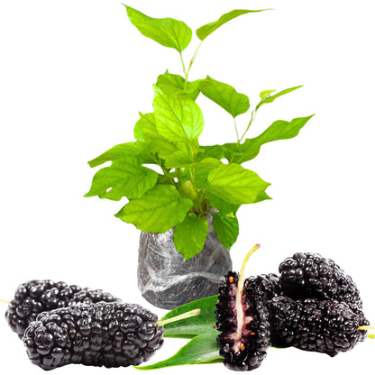 Dwarf Everbearing Mulberry Trees 6-8 Inches Tall Starter Plants - Edible Mulberries Fruit to Grow Outdoor - Sweet Mulberry Plants Live for Planting