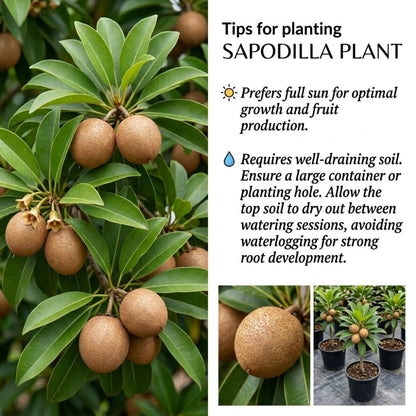 Sapodilla Tree Live Plant, Sapote Fruit Tree Plants for Outdoor Garden, 2-3' Tall in 3 Gallon Pot, No Ship to CA