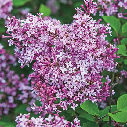 2 Kim Lilac Bushes Trees Live Plants 8-12 Inches Tall, Well Rooted in Quart Pot, Fragrant Spring Flowering Outdoor Plant (Light Pink Lilac Shrub)