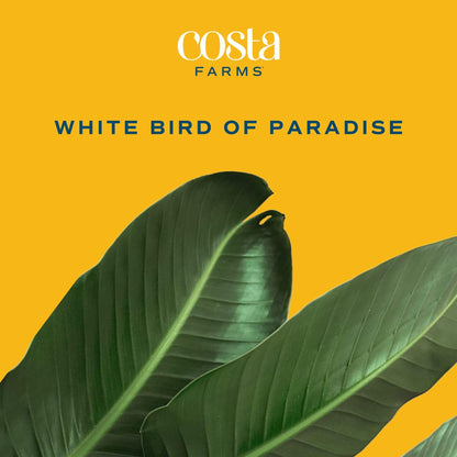 Costa Farms White Bird of Paradise Plant (2-Pack), Live Indoor Plants Houseplants in Indoors Planter Pots, Soil, Housewarming Gift, Living Room, Office, and Home Decor, 2-3 Feet Tall