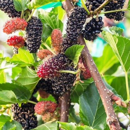 2 Dwarf Everbearing Mulberry Plants Live, 5-9 Inch Tall, Mulberry Fruit Trees Live Plants, Mulberry Seedlings