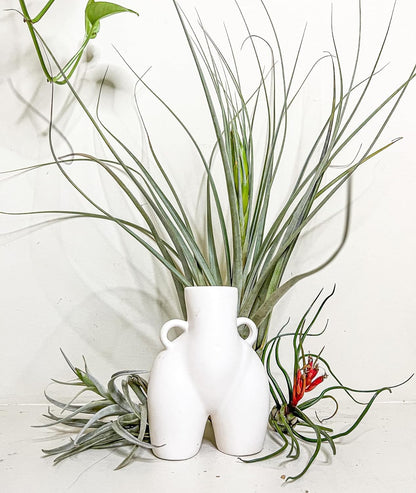 ragnaroc Air Plants - Tillandsia Variety Pack, Jumbo 5-9" - 3ct - Live Arrival Guaranteed - House Plants for Home Decor & Gift