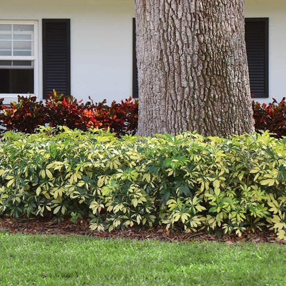 Arboricola Variegated Schefflera Trinette I 20 Live Plants I Vibrant Green & Yellow Foliage, Easy-Care Indoor & Outdoor Plant, Air-Purifying, Ideal for Home