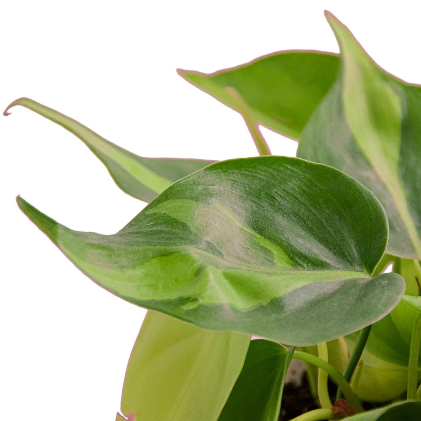 4 Pack Philodendron 'Brasil' in 4in Pot - Live Tropical Houseplant - Easy to Grow | Air Purifying | Variegated | USA Growers | The Snobby Leaf