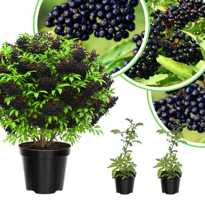 Elderberry Live Plant 4-8'' Tall, Live Black Elderberry Tree Seedling, Edible Berry Bush for Planting, No Pot