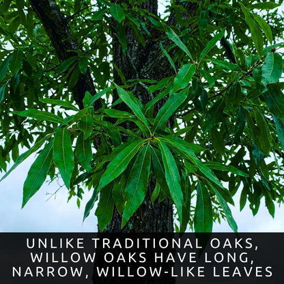 3 Willow Oak Trees Live Plants Bare Root – Quercus phellos Seedlings – Fast Growing Shade Trees for Landscaping, Privacy Screens, Yard Planting & Native Outdoor Trees