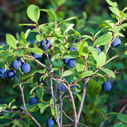 Huckleberry Plants Live for Planting, 3-4 Inch Bare Root Seedlings, Non GMO, Low Maintenance Native Fruit Shrub, Robust Well-Rooted Plants