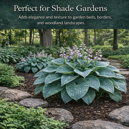 Hosta of the Year & Hard to Find - 3 Pack of the Unique Blue Hosta Bare Root Plants - Produces Tall, Sturdy Stems Adorned w/Stunning Powder Blue-Green Color Lavender Flowers