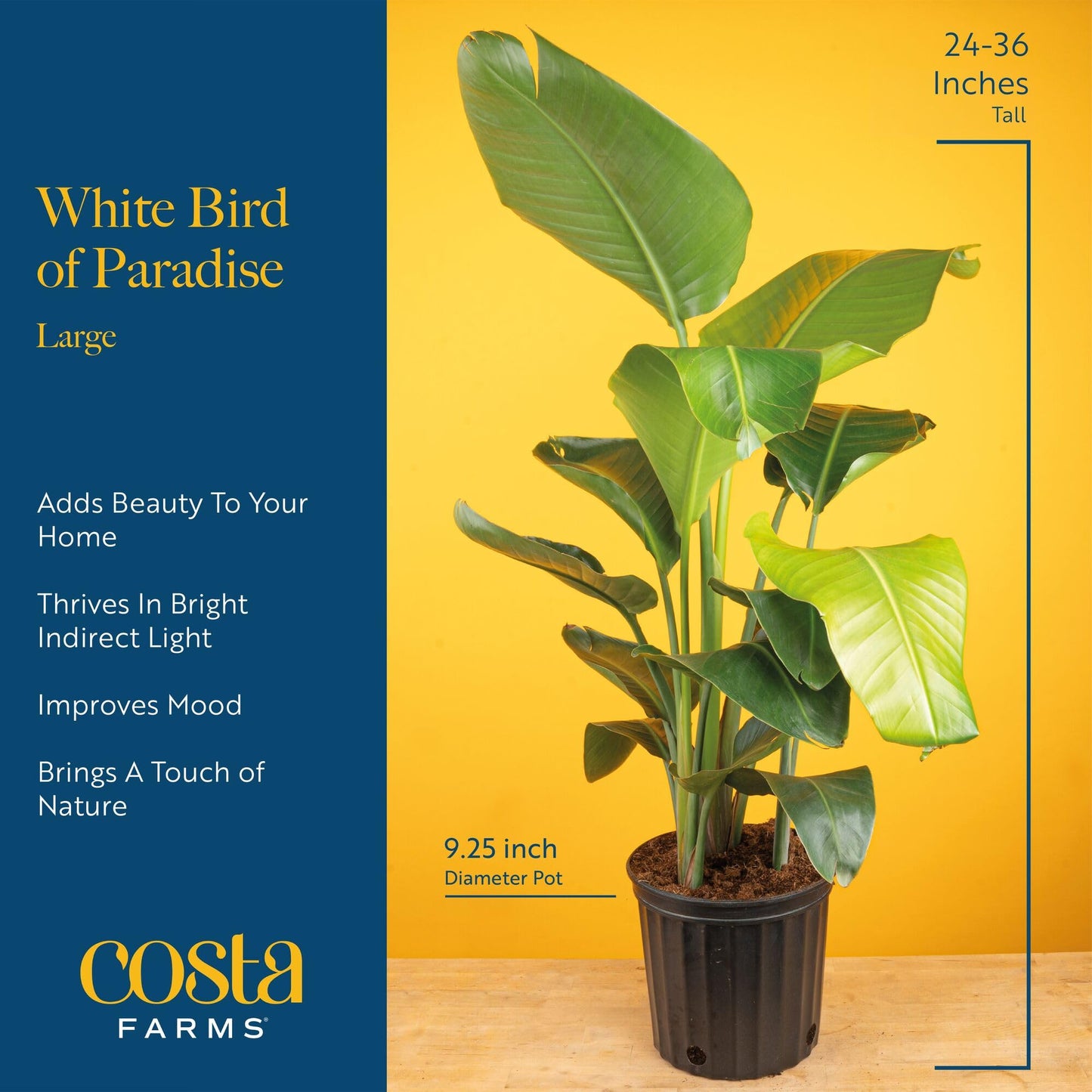 Costa Farms White Bird of Paradise Plant (2-Pack), Live Indoor Plants Houseplants in Indoors Planter Pots, Soil, Housewarming Gift, Living Room, Office, and Home Decor, 2-3 Feet Tall