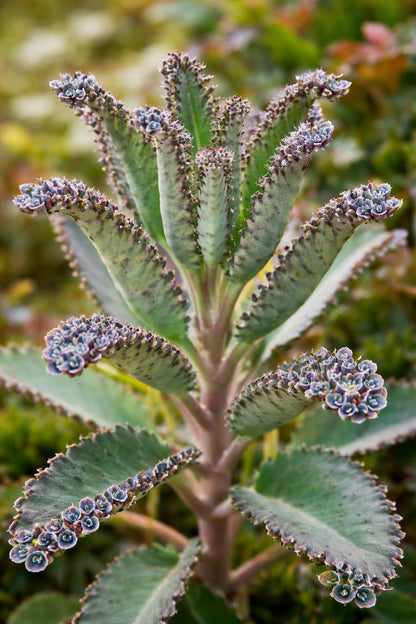 2 Mother of Millions Starter Plants – Live Succulent Plants in 2 Inch Starter Pots – Rare Colorful Kalanchoe, Easy-Care Houseplant (2 Plants)