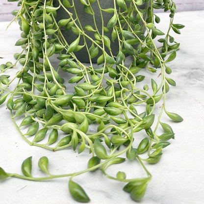 String Plant Live 4 Inch Pot, Rare Succulents Plants in Hanging Baskets, Trailing Succulent Houseplant for Home Office (String of Banana)
