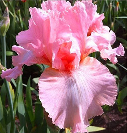 Superior Pink Attraction Bearded Iris Rhizomes/Roots/Bulbs (1 Each) - Amazon 30-Day Returnable Guarantee