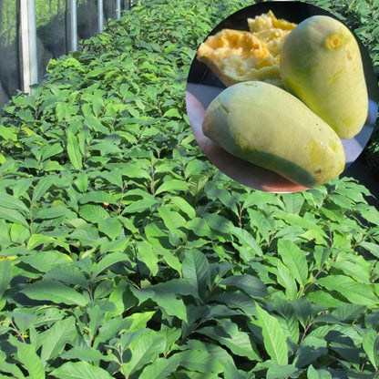 Pack 2 Paw Paw Trees Live Plants, Potted Pawpaw Seedling Plants, 1 Year Old Well Rooted, Common Pawpaw Asimina Triloba, No Leaf in Winter