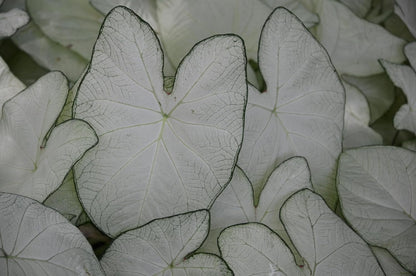Garden White Fancy Caladium Bulbs for Planting - Exotic White Elephant Ears Bulbs (5 Bulbs)