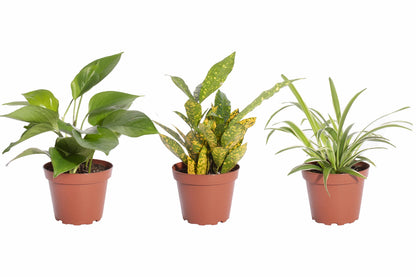 Shop Succulents | Standing Collection | Hand Selected, Air Purifying Mixed Bundle of Live Indoor/Outdoor House Plants