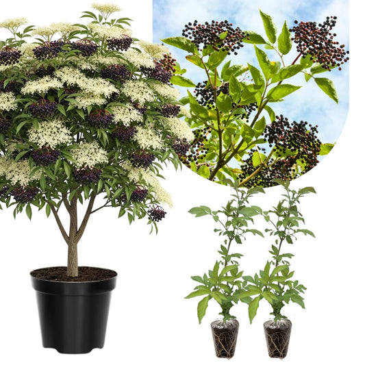 2 Black Elderberry Plants Live for Planting 6 to 12 Inch Tall, American Elderberry Trees Live Plants, Sweet Elderberries Fruit