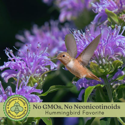 Clovers Garden Bee Balm Balmy Purple (Monarda) Plants – Two (2) Live Plants – Non-GMO - Not Seeds - Each 4" to 8" Tall – in 4" Inch Pots – Hardy Flowering Perennial, Pollinator Favorite