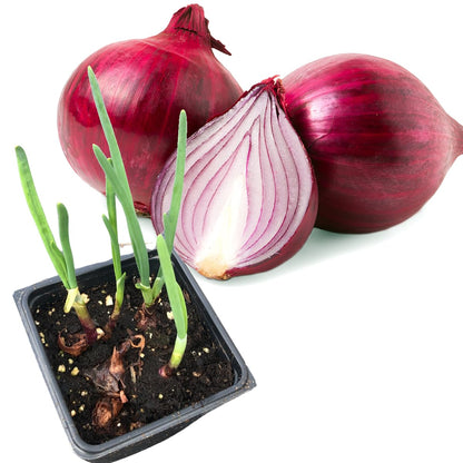 Smoke Camp Crafts Live Red Onion Plants (Allium cepa) in 2.5 inch Pot for Fresh Green Onions or Planting for Seed