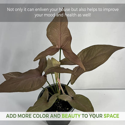 LEAL PLANTS ECUADOR Anthurium Pallidiflorum,Syngonium Pink Schott, Philodendron SP Colombia (Pack of 3) Live Plants Perfect for Indoor & Outdoor
