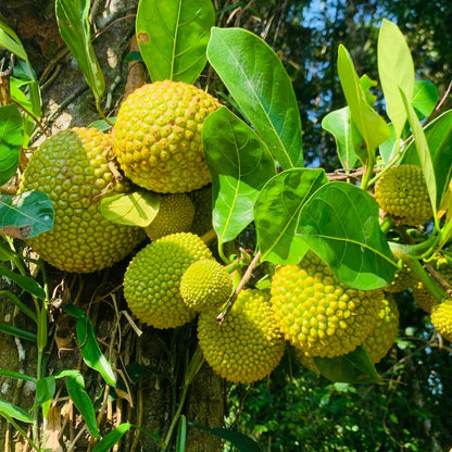 2 Jackfruit Trees Live Plants, Well-Rooted 1 Year Old Seedling Tropical Jackfruit Fruit in 4 Inch Pot, Yellow Sweet