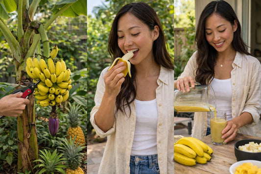 Banana Plants Grand Nain Includes Four (4) Plants with Hello Organics Tags and 2.5 oz. Sample Organic Fertilizer