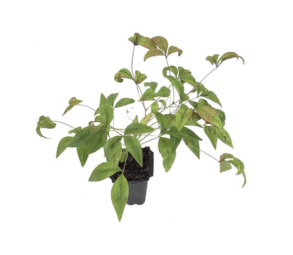 Firepower Heavenly Bamboo | 20 Live Plants | Nandina Domestica | Compact Ornamental Shrub, Year-Round Color, Low Maintenance, Bright Red Foliage, Outdoor Landscape, Garden Accent