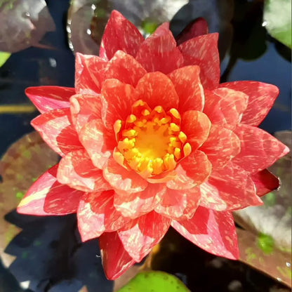 3 Pre-Grown Hardy & Tropical Waterlilies Rhizomes Live Tuber in White, Red, Blue Flower for Indoor-Outdoor Pond Decoration