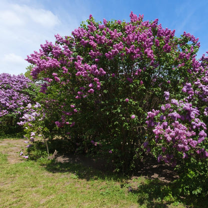 Purple Old Fashion Lilac Tree Live Plant, Lilac Bushes Live Plant, 20 to 30 Inc Tall, Bush Flower Plants