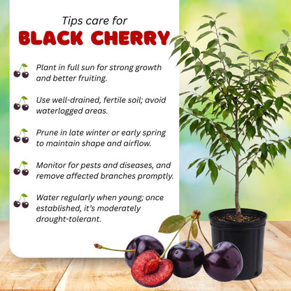 Pack 2 Black Cherry Trees Live Plants, Sweet Cherry Plant Live, Sweet Fruit Tree Plants, Wild Black Cherry Tree from 1 Feet Tall, Easy to Plant