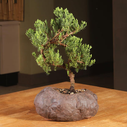 Brussel's Bonsai Live Green Mound Juniper Bonsai Tree - Medium, 5 Year, 6 to 10 Inches - Outdoor Bonsai Tree Live with Rock Bonsai Pot