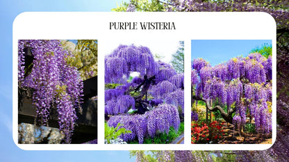 Blue-Purple Wisteria Tree Live Plant 1 Year Old Seedling, Purple Wisteria Live Plants for Outdoor Garden, 6-13" in Tall, Dormant
